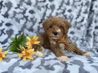 Titus, a male Cavapoo and Poodle - Miniature  for sale in Lakeland, FL – Photo 2 of 9