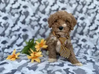 Titus, a male Cavapoo and Poodle - Miniature  for sale in Lakeland, FL – Photo 1 of 9