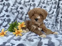 Titus, a male Cavapoo and Poodle - Miniature  for sale in Lakeland, FL – Photo 3 of 9