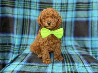 Scooby, a male Miniature Goldendoodle for sale in Lakeland, FL – 9 of 10