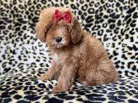 Sassy, a female Cavapoo for sale in Lakeland, FL – 2 of 10