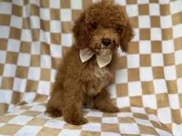 Paxton, a male Cockapoo for sale in Lakeland, FL – 9 of 9