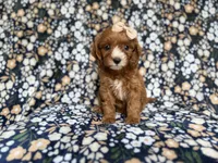 Miley, a female Cockapoo and Poodle - Miniature  for sale in Lakeland, FL – 5 of 8