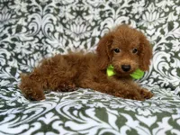 Prince, a male Cockapoo for sale in Lakeland, FL – 6 of 9