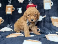 Lance, a male Cavapoo for sale in Lakeland, FL – 6 of 8