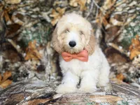 Ollie, a male Cockapoo for sale in Lakeland, FL – 9 of 9