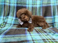 Bentley, a male Shihpoo and Poodle - Miniature  for sale in Lakeland, FL – 5 of 10