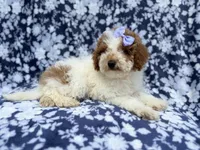 Charlotte , a female Poodle - Miniature  for sale in Lakeland, FL – 3 of 8