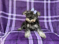 Puddles, a female Miniature Schnauzer for sale in Lakeland, FL – 2 of 9