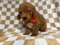 Amos, a male Miniature Goldendoodle for sale in Lakeland, FL – 4 of 8