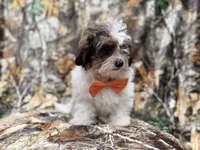 Dagger, a male Shihpoo for sale in Lakeland, FL – 5 of 10