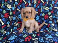 Ruger, a male Cavapoo for sale in Lakeland, FL – 8 of 8