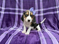 Pooh, a female Beagle for sale in Lakeland, FL – 4 of 8