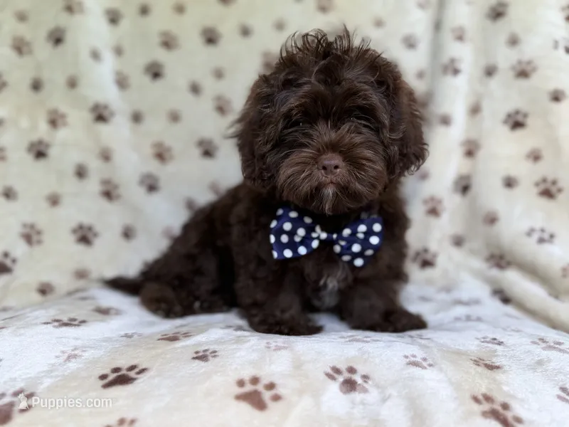 Amos – Shihpoo puppy for sale in Lakeland, FL