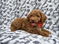 Rover, a male Cockapoo for sale in Lakeland, FL – 3 of 8