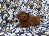 Sasha, a female Miniature Goldendoodle for sale in Lakeland, FL – 5 of 9