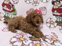 Remi, a female Cockapoo for sale in Lakeland, FL – 9 of 9