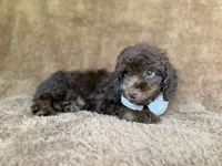 Chase, a male Cavapoo for sale in Lakeland, FL – 2 of 9