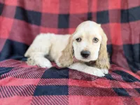 Tonka, a male Cocker Spaniel for sale in Lakeland, FL – 1 of 10