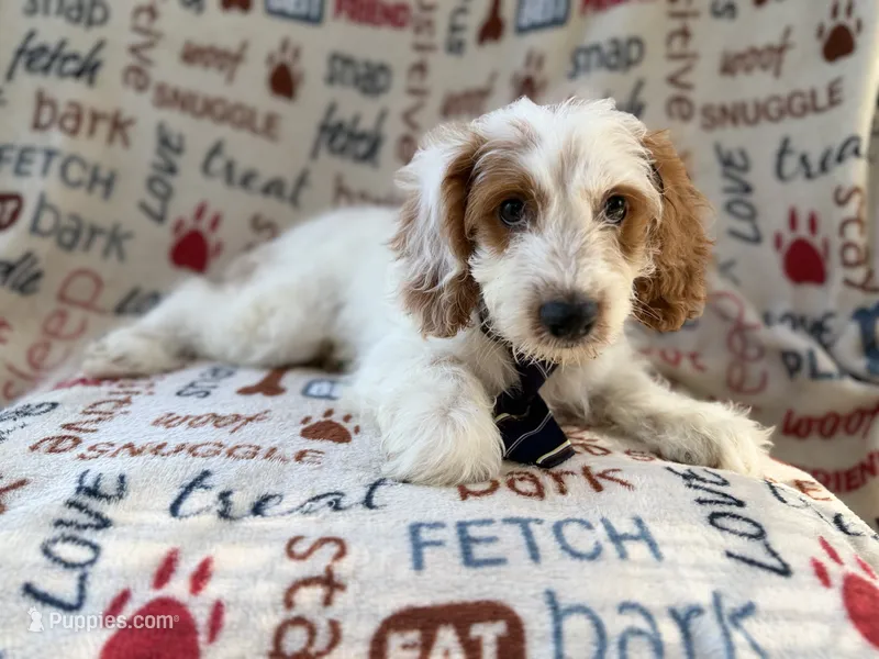 Tony – Cockapoo puppy for sale in Lakeland, FL