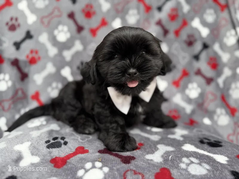 Scout – Shih Tzu, Shichon puppy for sale in Lakeland, FL