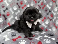Scout, a male Shih Tzu and Shichon for sale in Lakeland, FL – 1 of 9