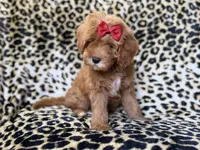 Sassy, a female Cavapoo for sale in Lakeland, FL – 5 of 10