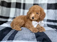 Bolt, a male Yorkipoo for sale in Lakeland, FL – 3 of 10