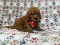 Lucky, a male Cavapoo for sale in Lakeland, FL – 9 of 9