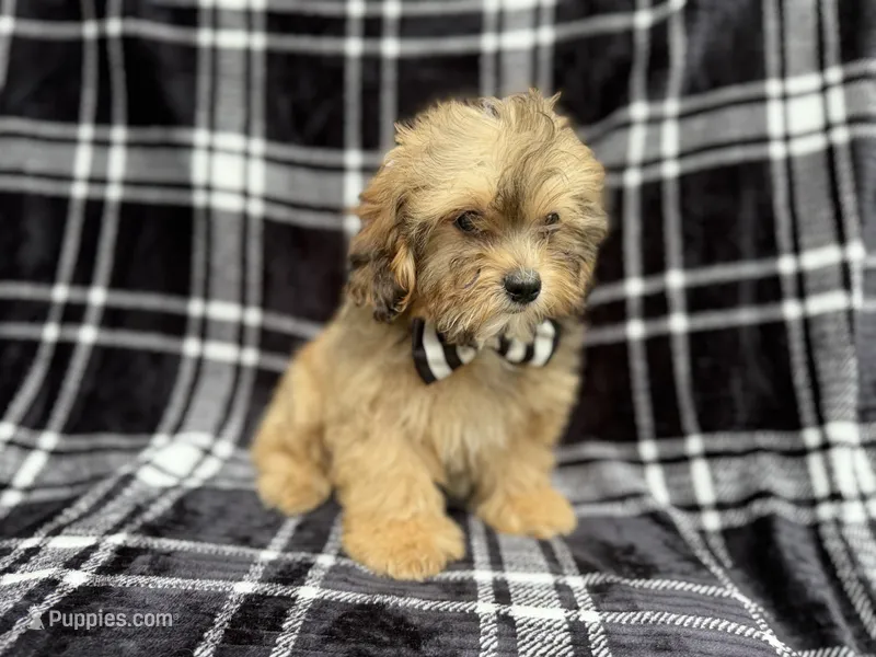 Diego – Shihpoo puppy for sale in Lakeland, FL