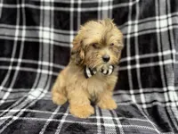 Diego, a male Shihpoo for sale in Lakeland, FL – 1 of 6