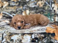 Landon, a male Cavapoo for sale in Lakeland, FL – 2 of 9