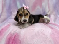 Piglet, a female Beagle for sale in Lakeland, FL – 6 of 8