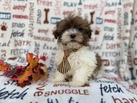 Travis, a male Shihpoo for sale in Lakeland, FL – Photo 1 of 9