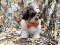 Dagger, a male Shihpoo for sale in Lakeland, FL – 2 of 10