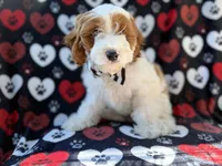 Talon, a male Cockapoo for sale in Lakeland, FL – 8 of 9