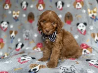 Milo, a male Cockapoo and Poodle - Miniature  for sale in Lakeland, FL – 6 of 6