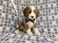 Cash, a male Cavapoo for sale in Lakeland, FL – 2 of 10