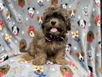Drake, a male Shihpoo for sale in Lakeland, FL – 5 of 7