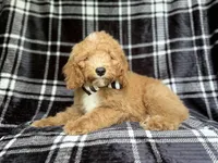 Willie, a male Cockapoo for sale in Lakeland, FL – 7 of 10