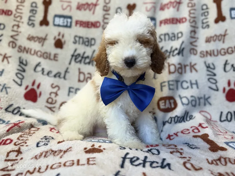 Tofu – Poodle - Miniature  puppy for sale in Lakeland, FL