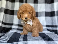 Bolt, a male Yorkipoo for sale in Lakeland, FL – 4 of 10