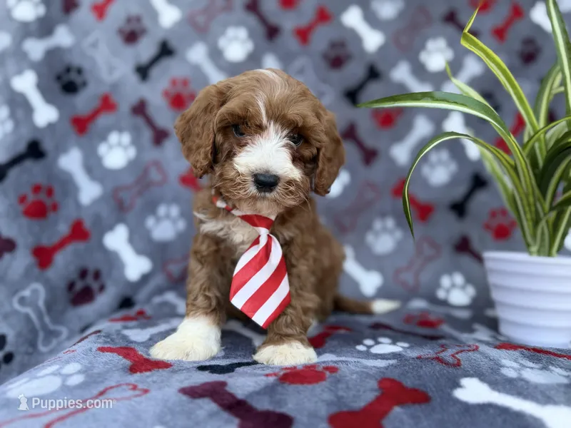 Topher, a male Cavapoo and Poodle - Miniature  for sale in Lakeland, FL – Photo 1 of 9