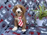 Topher, a male Cavapoo and Poodle - Miniature  for sale in Lakeland, FL – Photo 9 of 9