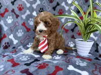 Topher, a male Cavapoo and Poodle - Miniature  for sale in Lakeland, FL – Photo 7 of 9