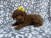 Bailey, a female Cockapoo and Poodle - Miniature  for sale in Lakeland, FL – Photo 8 of 8