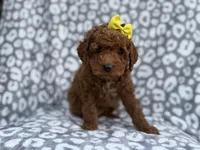 Bailey, a female Cockapoo and Poodle - Miniature  for sale in Lakeland, FL – Photo 5 of 8