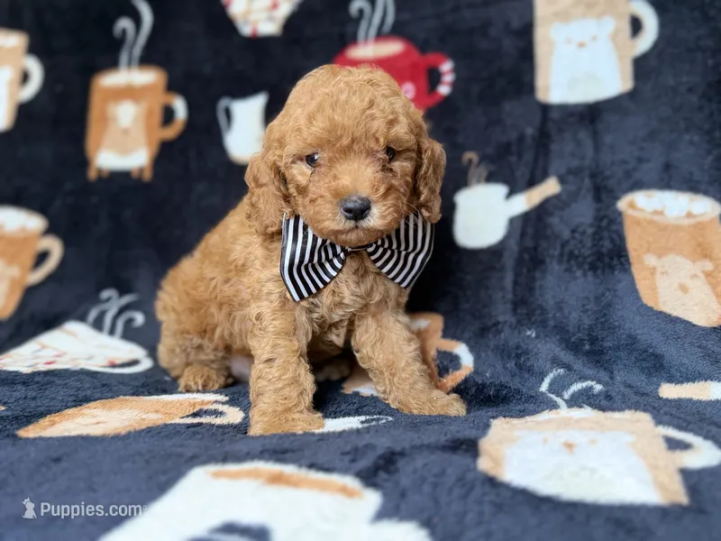 Lance – Cavapoo puppy for sale in Lakeland, FL