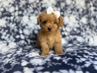Fergi, a female Cockapoo and Poodle - Miniature  for sale in Lakeland, FL – 3 of 8