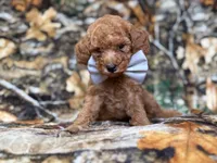 Landon, a male Cavapoo for sale in Lakeland, FL – 9 of 9